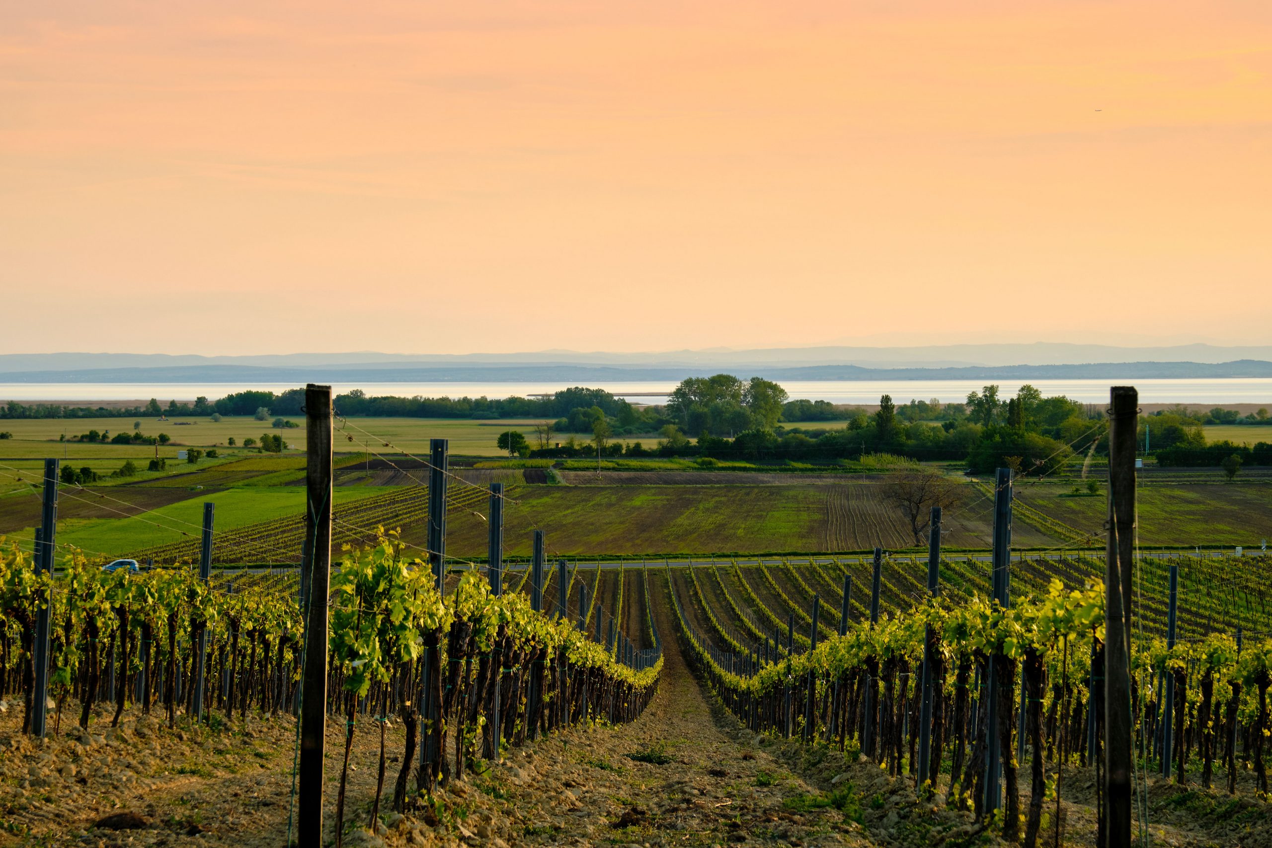 Blick über die Weinberge bei Weiden am See auf die Zitzmannsdorfer Wiesen und den Neusiedler See, Nationalpark Neusiedler See, Burgenland, Österreich